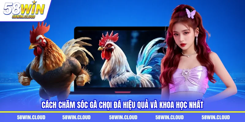 cách chăm sóc gà chọi đá