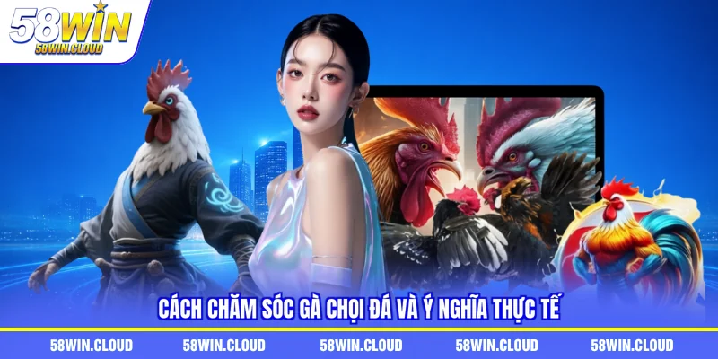 Cách chăm sóc gà chọi đá và ý nghĩa thực tế