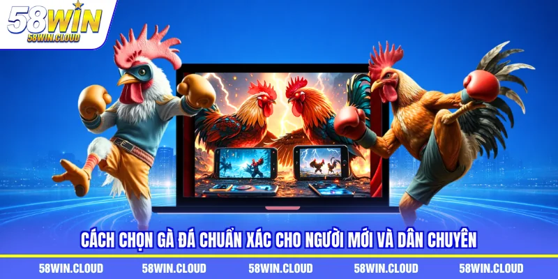 cách chọn gà đá