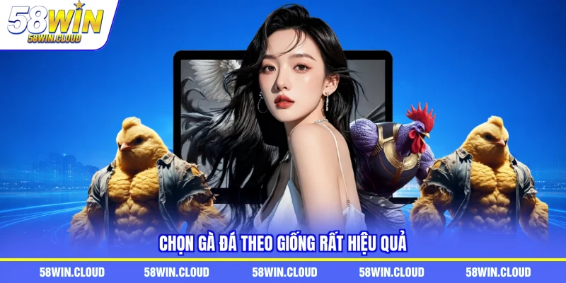 Chọn gà đá theo giống rất hiệu quả