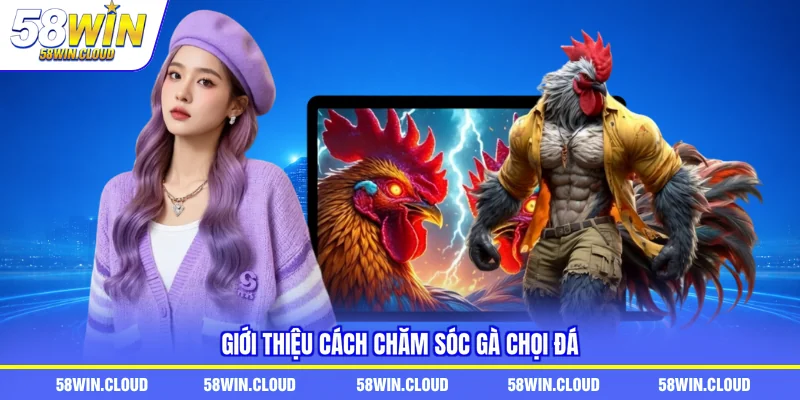Giới thiệu cách chăm sóc gà chọi đá