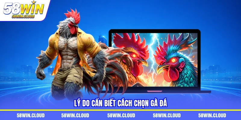 Lý do cần biết cách chọn gà đá